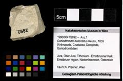 Foto (Objekt + Etiketten) von Goniodromites bidentatus (Reuss, 1859) 